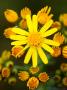 Common Ragwort, West Berkshire, Uk by Philip Tull Limited Edition Print