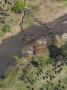 Aerial Of Common Wildebeest Crossing River During Migration by Andy Rouse Limited Edition Print