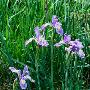 Wild Iris Blooming In Sierra Nevada, Usa by Wes Walker Limited Edition Print