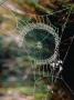 Dew On Spiders Web In Hill Country, Sri Lanka by Chris Mellor Limited Edition Print