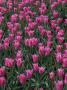 Tulipa China Pink (Lily Flowering Tulip) by Rex Butcher Limited Edition Print