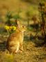 Rabbit, Sitting Upright by David Boag Limited Edition Print