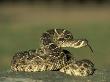 Western Diamondback Rattlesnake, Coiled To Strike, Texas by Alan And Sandy Carey Limited Edition Print