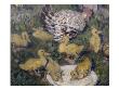Hen With Ducklings, 1906 (Oil On Canvas) by Bernhard Dorotheus Folkestad Limited Edition Print