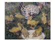 Hen With Ducklings, 1906 (Oil On Canvas) by Bernhard Dorotheus Folkestad Limited Edition Pricing Art Print