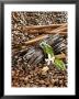 Coffee Beans, Vanilla Pods And Cinnamon Sticks by Karl Newedel Limited Edition Print
