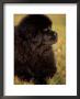 Profile Portrait Of Young Black Newfoundland by Adriano Bacchella Limited Edition Print