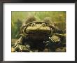 Giant Titicaca Lake Frog, Lake Titicaca, Bolivia / Peru by Peter Oxford Limited Edition Print