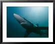A Blue Shark Off The Coast Of Rhode Island by Brian J. Skerry Limited Edition Print