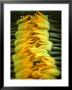 Courgette Flowers On A Market Stall by Marc O. Finley Limited Edition Print