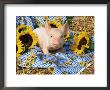 Domestic Piglet And Sunflowers, Usa by Lynn M. Stone Limited Edition Print