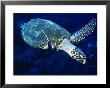 Hawksbill Turtle, With Divers, Red Sea by Gerard Soury Limited Edition Print