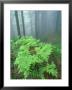 Ferns, Sequoia National Park, California, Usa by Olaf Broders Limited Edition Print