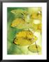 Cercidiphyllum Japonicum (Katsura Tree) by Mark Bolton Limited Edition Pricing Art Print