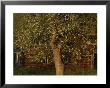 A Flowering Tree Standing Near A Barn by Roy Gumpel Limited Edition Print