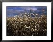 A Dried Corn Field Awaits Harvesting For Feed Grain, Bellefonte, Pennsylvania, United States by Stacy Gold Limited Edition Print