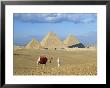 Camel Rider At Giza Pyramids, Giza, Cairo, Egypt, Africa by Nigel Francis Limited Edition Pricing Art Print