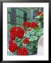 Geranium Flowers, Green Timbered House In Background, Riquewihr, Haut-Rhin, Alsace, France by Ruth Tomlinson Limited Edition Print