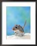 Studio Portrait Of Gerbil by Steimer Limited Edition Print