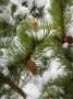 Evergreen And Pine Cone Covered In Snow, Murren, Interlaken, Switzerland by Robert Eighmie Limited Edition Print