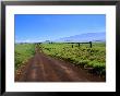 A View Of Mauna Kea From The Road Leading Through Parker Ranch, Waimea, Hawaii, Usa by Ann Cecil Limited Edition Print