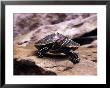 Red Eared Slider, Trachemus Scripta Elegans by Larry F. Jernigan Limited Edition Pricing Art Print