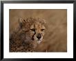 African Cheetah Cub by Michael Nichols Limited Edition Print
