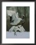 Male Japanese Or Red-Crowned Crane Mounts His Mate by Tim Laman Limited Edition Print