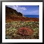 The Endemic Succulent Sesuvium At Punta Pitt, Isla San Cristobal, Galapagos, Ecuador by Wes Walker Limited Edition Pricing Art Print