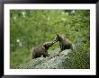 Pair Of Brown Bear Cubs Play Tug Of War by Norbert Rosing Limited Edition Print