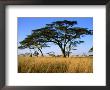 Acacia Trees On Serengeti Plains, Serengeti National Park, Tanzania by Johnson Dennis Limited Edition Print