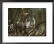 Gray Wolf, Canis Lupus, Watches Steadily From Behind Brush by Jim And Jamie Dutcher Limited Edition Print