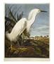 Snowy Heron Or White Egret / Snowy Egret by Audubon Limited Edition Print