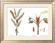 Tropical Floral by Pierre-Joseph Redoute Limited Edition Print