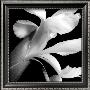 Iris by Darlene Shiels Limited Edition Print