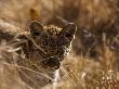 Portrait Of A Young Leopard, Panthera Pardus by Beverly Joubert Limited Edition Print