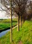 Dutch Dike With Trees And Green Grass, Holland by Images Monsoon Limited Edition Pricing Art Print