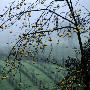 Blossoming Apple Tree At Vineyard, California, Usa by Bob Cornelis Limited Edition Print