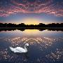 Composited Image Of Swan In Lake by Images Monsoon Limited Edition Print