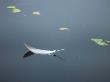 White Swan Feather And Leaves Floating On Water by Images Monsoon Limited Edition Print