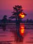 Sun Rising Behind Tree In Cypress Swamp by Images Monsoon Limited Edition Print