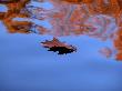 Oak Leaf Floating In Water by Ilona Wellmann Limited Edition Print