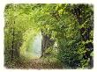 Pathway Through Tunnel Of Trees Along North Shore Of Lake Constance West Of Village Of Meersburg by Images Monsoon Limited Edition Print