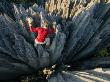 Climber On Limestone Pinnacles In The Grand Tsingy Of Bekopaka by Stephen Alvarez Limited Edition Print