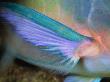 Close View Of The Pectoral Fin Of A Parrotfish Fish by Tim Laman Limited Edition Pricing Art Print
