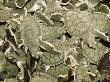 Cluster Of Baby Green Sea Turtles by Tim Laman Limited Edition Print