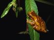 Hourglass Tree Frog, Hyla Ebraccata, Clinging To Leaf by Tim Laman Limited Edition Print