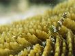Squat Shrimp, Thor Amboinensis, On A Mushroom Coral by Tim Laman Limited Edition Pricing Art Print