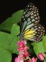 Yellow Glassy Tiger Butterfly, Parantica Aspasia, On A Flower by Tim Laman Limited Edition Print