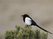 Black-Billed Magpie by Tom Murphy Limited Edition Print